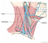 [의학 상식] 경정맥(jugular vein , 頸靜脈)이란?