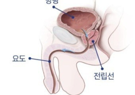  ‘늦게 늙자’ 슬로우 에이징 테크 ⑮ 남성 대표 노화질환 '전립선'<끝>