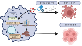 피부암 환자 60% 70대 이상…KIST 연구진, 항암제 내성 흑생종 발생 기전 규명