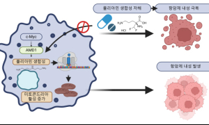 피부암 환자 60% 70대 이상…KIST 연구진, 항암제 내성 흑생종 발생 기전 규명