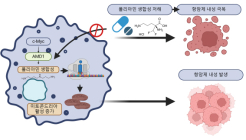 피부암 환자 60% 70대 이상…KIST 연구진, 항암제 내성 흑생종 발생 기전 규명