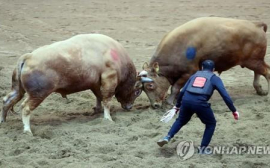 내년에는 ‘청도 소싸움 축제’ 못 본다 … 기존 주말 관람으로 일시 대체