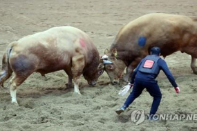 내년에는 ‘청도 소싸움 축제’ 못 본다 … 기존 주말 관람으로 일시 대체