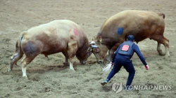 내년에는 ‘청도 소싸움 축제’ 못 본다 … 기존 주말 관람으로 일시 대체