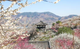 ‘제24회 광양매화축제’ 7일 개막 등